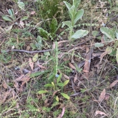 Cynoglossum australe at Jerrabomberra, NSW - 5 Jan 2022