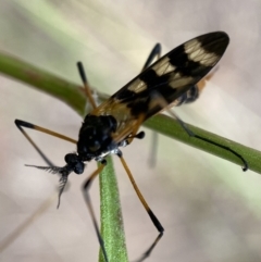 Gynoplistia (Gynoplistia) bella (A crane fly) at QPRC LGA - 4 Jan 2022 by Steve_Bok