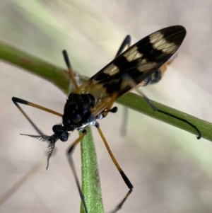 Gynoplistia (Gynoplistia) bella at Jerrabomberra, NSW - 5 Jan 2022