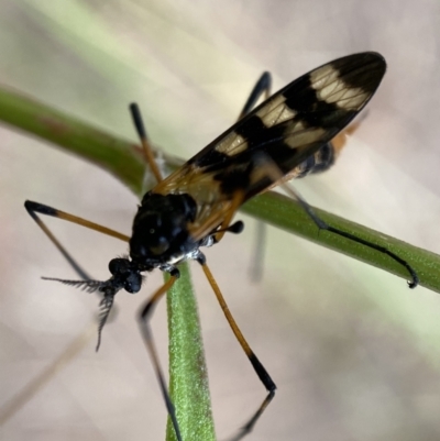 Gynoplistia (Gynoplistia) bella (A crane fly) at QPRC LGA - 4 Jan 2022 by Steve_Bok