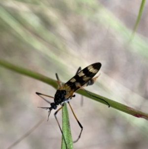 Gynoplistia (Gynoplistia) bella at Jerrabomberra, NSW - 5 Jan 2022