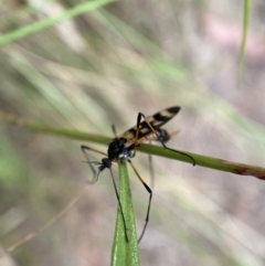 Gynoplistia (Gynoplistia) bella at Jerrabomberra, NSW - 5 Jan 2022