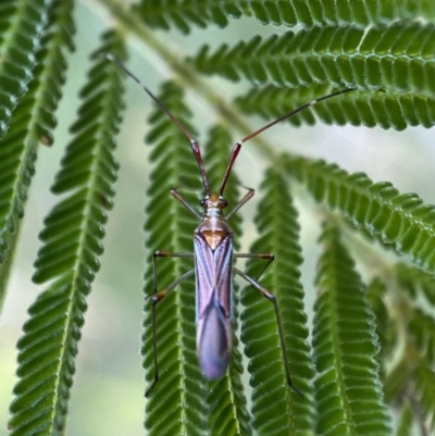 Rayieria acaciae (Acacia-spotting bug) at Jerrabomberra, NSW - 4 Jan 2022 by Steve_Bok