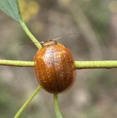 Paropsisterna cloelia (Eucalyptus variegated beetle) at Jerrabomberra, NSW - 4 Jan 2022 by Steve_Bok