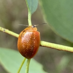 Paropsisterna cloelia at Jerrabomberra, NSW - 5 Jan 2022 09:07 AM