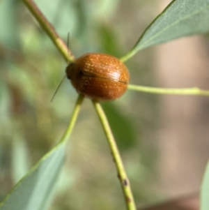 Paropsisterna cloelia at Jerrabomberra, NSW - 5 Jan 2022 09:07 AM