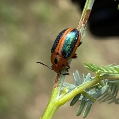 Calomela curtisi (Acacia leaf beetle) at QPRC LGA - 4 Jan 2022 by Steve_Bok