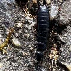 Anisolabididae (family) (Unidentified wingless earwig) at Jerrabomberra, NSW - 4 Jan 2022 by Steve_Bok