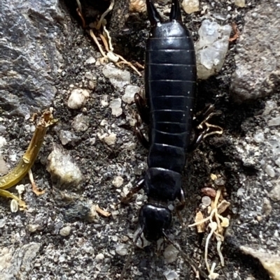 Anisolabididae (family) (Unidentified wingless earwig) at Jerrabomberra, NSW - 4 Jan 2022 by Steve_Bok