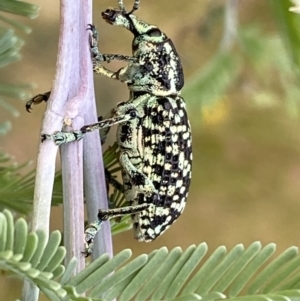 Chrysolopus spectabilis at Jerrabomberra, NSW - 5 Jan 2022