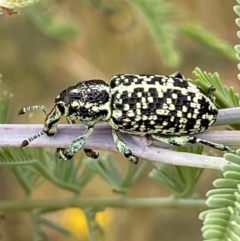 Chrysolopus spectabilis at Jerrabomberra, NSW - 5 Jan 2022 07:21 AM