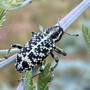 Chrysolopus spectabilis at Jerrabomberra, NSW - 5 Jan 2022 07:21 AM