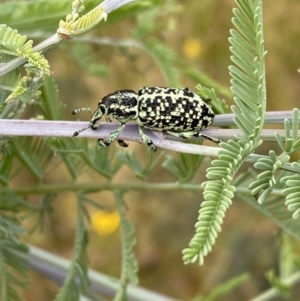 Chrysolopus spectabilis at Jerrabomberra, NSW - 5 Jan 2022