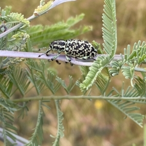 Chrysolopus spectabilis at Jerrabomberra, NSW - 5 Jan 2022 07:21 AM