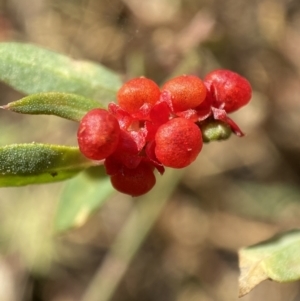 Einadia nutans at Jerrabomberra, NSW - 5 Jan 2022 09:09 AM