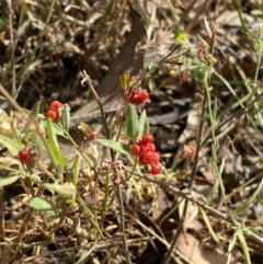 Einadia nutans at Jerrabomberra, NSW - 5 Jan 2022 09:09 AM