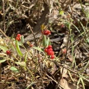 Einadia nutans at Jerrabomberra, NSW - 5 Jan 2022 09:09 AM