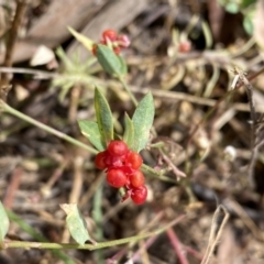 Einadia nutans at Jerrabomberra, NSW - 5 Jan 2022 09:09 AM