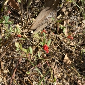 Einadia nutans at Jerrabomberra, NSW - 5 Jan 2022 09:09 AM