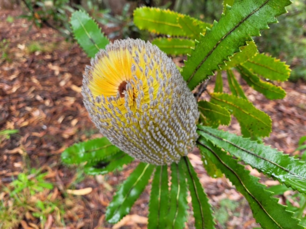 Banksia serrata at Leura, NSW - 5 Jan 2022