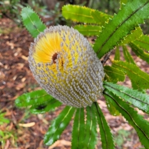 Banksia serrata at Leura, NSW - 5 Jan 2022