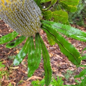 Banksia serrata at Leura, NSW - 5 Jan 2022 01:38 PM