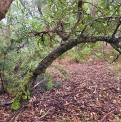 Banksia serrata at Leura, NSW - 5 Jan 2022 01:38 PM