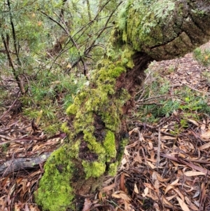 Banksia serrata at Leura, NSW - 5 Jan 2022 01:38 PM