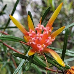 Lambertia formosa at Leura, NSW - 5 Jan 2022