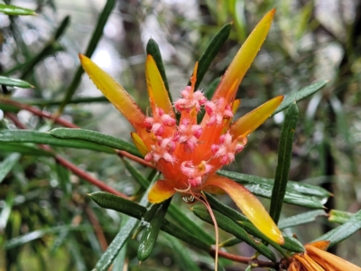 Lambertia formosa (Mountain Devil) at Leura, NSW - 5 Jan 2022 by trevorpreston