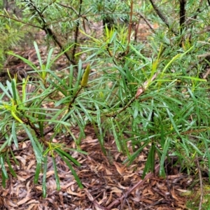 Lambertia formosa at Leura, NSW - 5 Jan 2022 01:38 PM