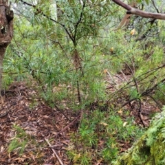 Lambertia formosa at Leura, NSW - 5 Jan 2022