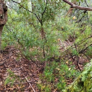 Lambertia formosa at Leura, NSW - 5 Jan 2022