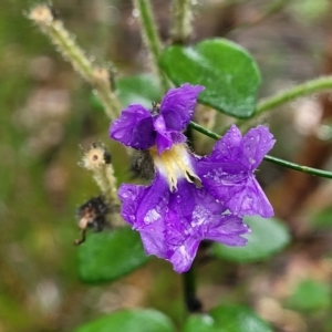 Dampiera purpurea at Leura, NSW - 5 Jan 2022