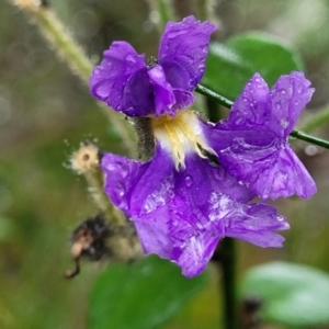 Dampiera purpurea at Leura, NSW - 5 Jan 2022