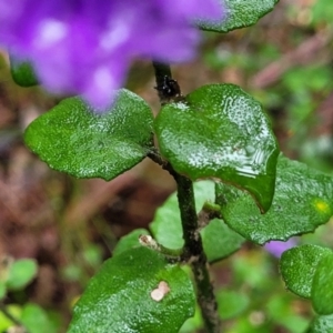 Dampiera purpurea at Leura, NSW - 5 Jan 2022 01:42 PM