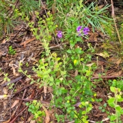 Dampiera purpurea at Leura, NSW - 5 Jan 2022