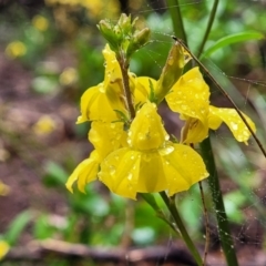 Goodenia decurrens at Leura, NSW - 5 Jan 2022 by trevorpreston