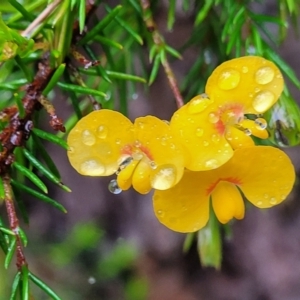 Dillwynia sp. at Leura, NSW - 5 Jan 2022 01:44 PM