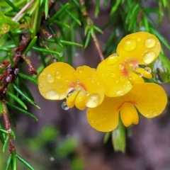 Dillwynia sp. at Leura, NSW - 5 Jan 2022 by trevorpreston