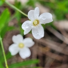 Mitrasacme polymorpha (Varied Mitrewort) at Leura, NSW - 5 Jan 2022 by trevorpreston