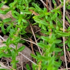 Mitrasacme polymorpha at Leura, NSW - 5 Jan 2022 01:46 PM