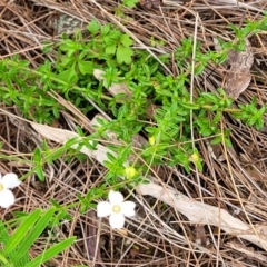 Mitrasacme polymorpha at Leura, NSW - 5 Jan 2022 01:46 PM