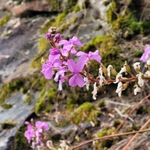 Stylidium sp. at Leura, NSW - 5 Jan 2022 01:48 PM