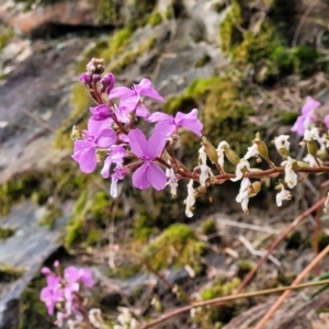 Stylidium sp. at Leura, NSW - 5 Jan 2022 01:48 PM