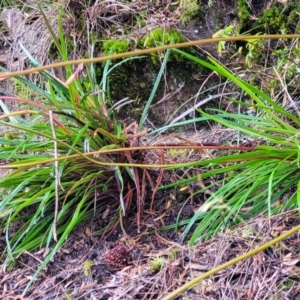 Stylidium sp. at Leura, NSW - 5 Jan 2022 01:48 PM