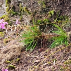 Stylidium sp. at Leura, NSW - 5 Jan 2022 01:48 PM