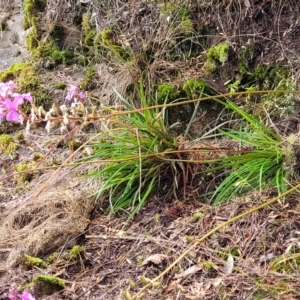 Stylidium sp. at Leura, NSW - 5 Jan 2022 01:48 PM