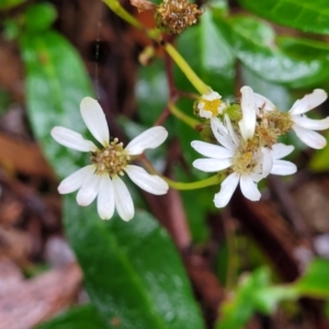 Olearia elliptica at Leura, NSW - 5 Jan 2022