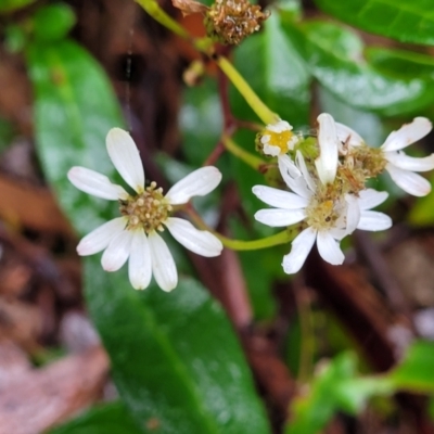 Olearia elliptica (Sticky Daisy Bush) at Leura, NSW - 5 Jan 2022 by trevorpreston